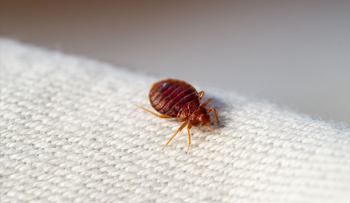 Bed bud on bed
