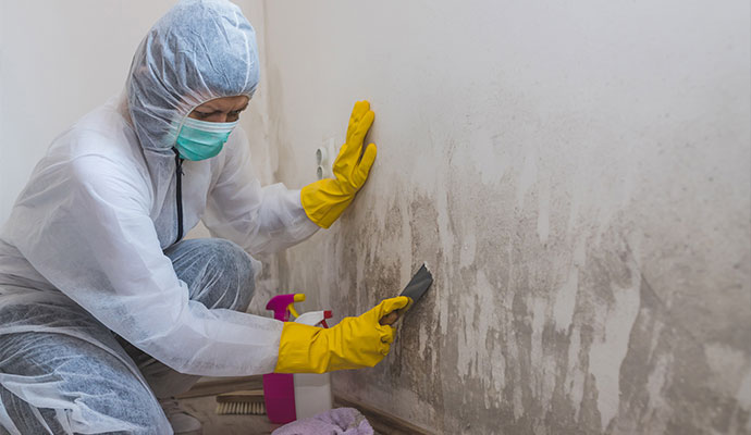 Expert cleaning mold on the wall