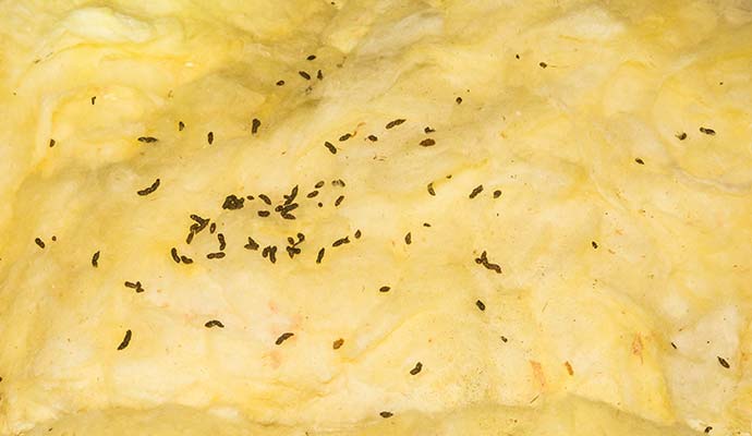 Bat guano droppings on attic insulation