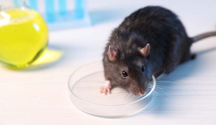 Black rat near petri dish and laboratory flask