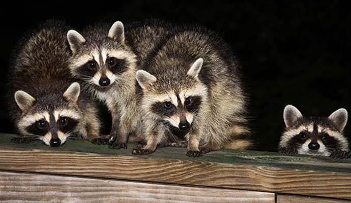 Group of wild raccoons on a wooden ledge