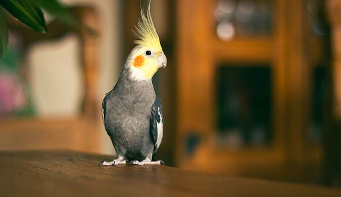 Cockatiel bird perched on a wooden table