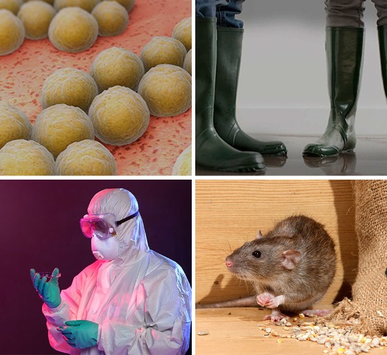 Collage of MRSA bacteria microscopic view, sewage cleaner, professional c. diff cleaner and rodent damaging livestock