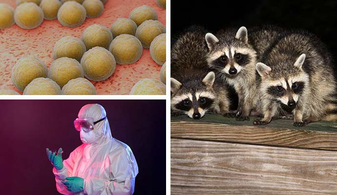 Collage showing bacterial pathogens, animal waste sources, and biohazard specialist in protective gear