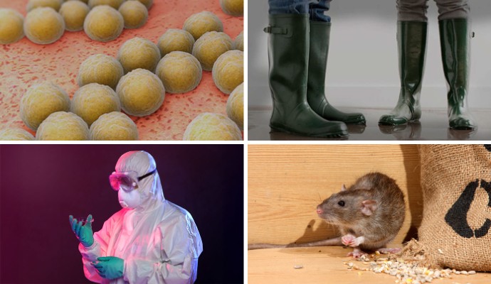 Collage of MRSA bacteria microscopic view, sewage cleaner, professional c. diff cleaner and rodent damaging livestock