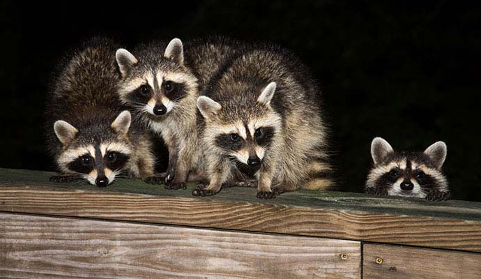 Four raccoons perched on a wooden railing at night near a property