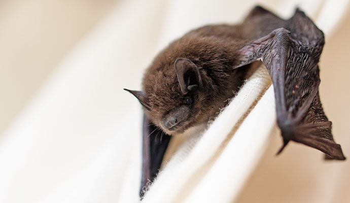 Bat