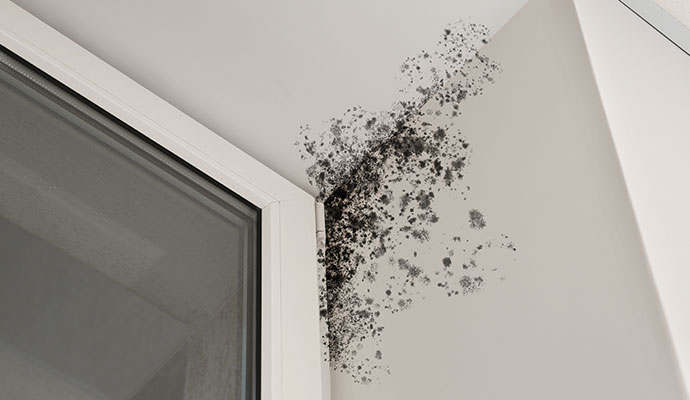 Black mold damaged wall