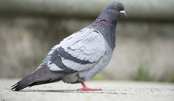 Pigeon standing on a concrete walkway