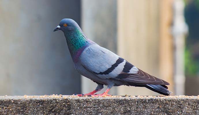 Pigeon standing on a concrete ledge with scattered bird seeds