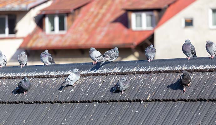 Pigeons roosting on a roof edge with accumulated droppings