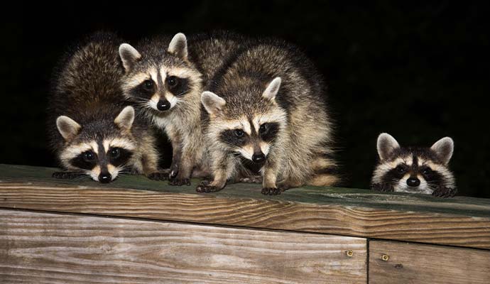 Group of raccoons peering over a wooden deck at night