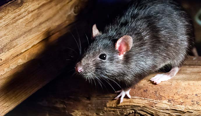 Rodent perched on a wooden surface indicating pest activity