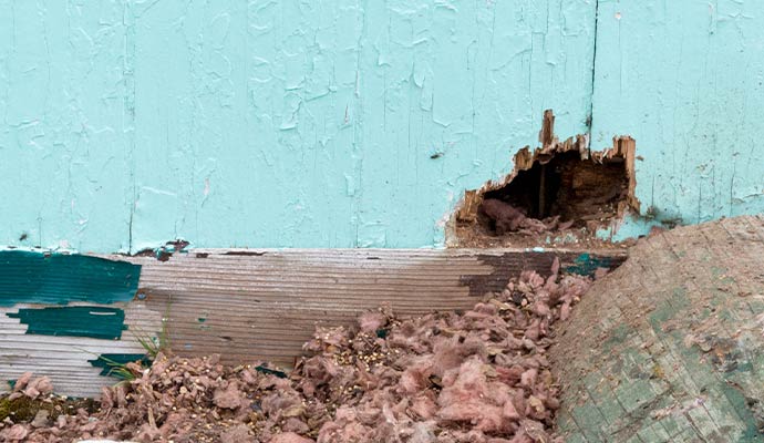 Wall damage and nesting debris caused by rodent infestation