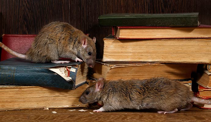 Rodent infestation