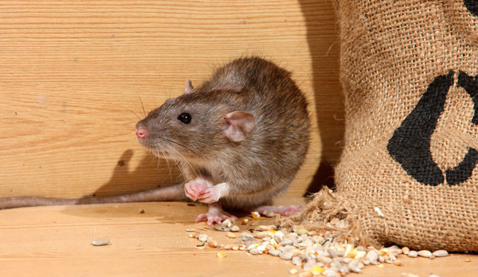 Brown rat eating grain