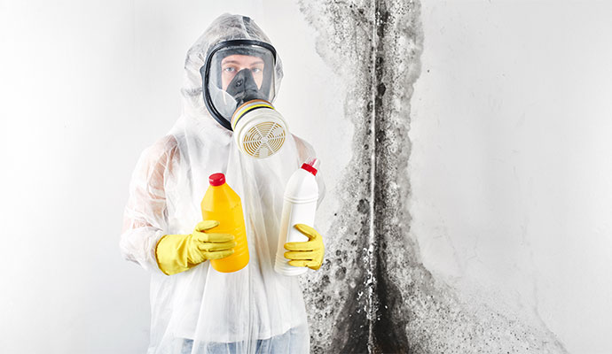 Professional worker cleaning mold from the wall