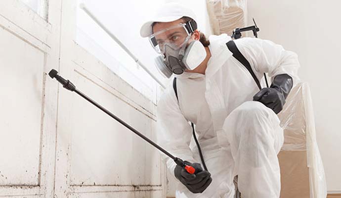 Technician treating mold on wall