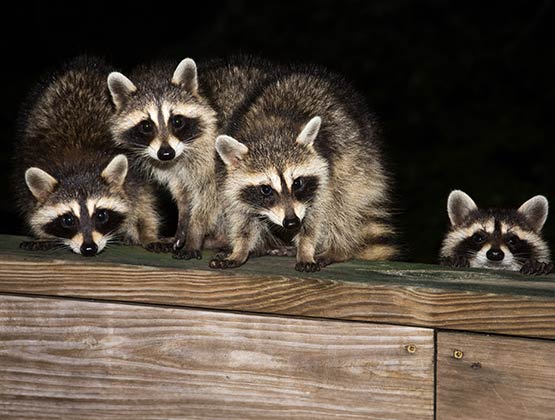 Raccoons on a structure representing wildlife intrusion and property risk